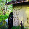 新緑が眩しい水車小屋☆。.:＊・゜