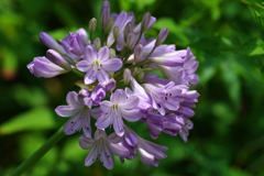 夏のgardenに彩を添える花たち