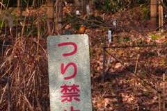 今年も絶対・・・食いしん坊のしずちゃんへ