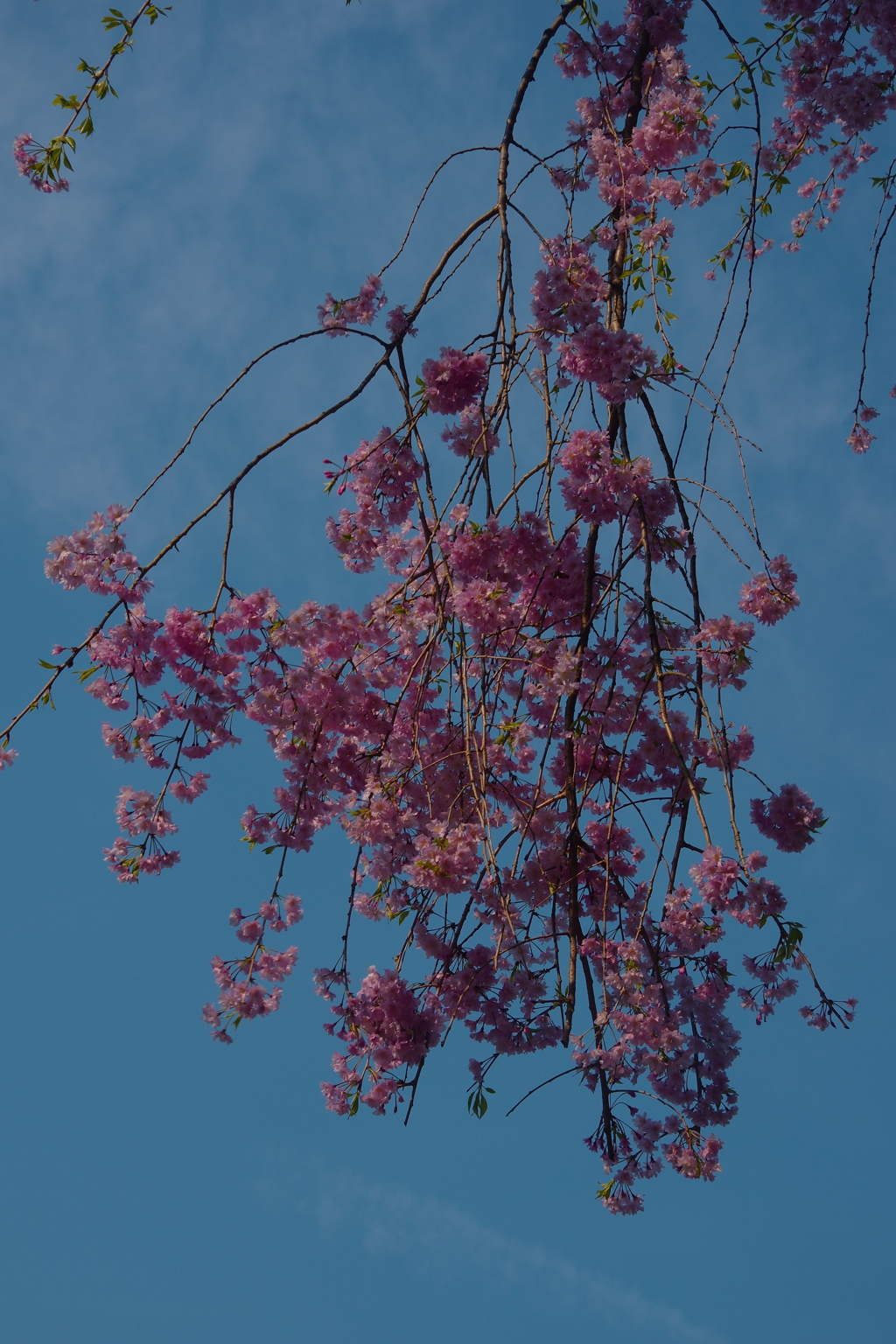 しずくpink　碧空に抱かれて・・・♡