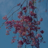 しずくpink　碧空に抱かれて・・・♡