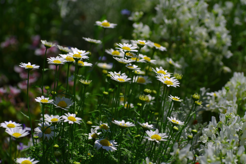 gardenを彩るflower・健気に控えめに美しく