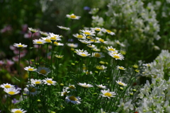 gardenを彩るflower・健気に控えめに美しく