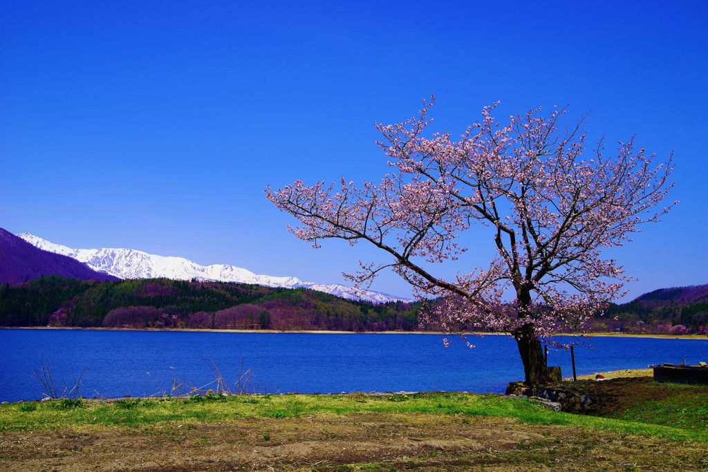 しずくBlueにつつまれる〝はる〟～湖畔の一本桜～