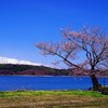 しずくBlueにつつまれる〝はる〟～湖畔の一本桜～