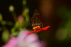 花色に染まる