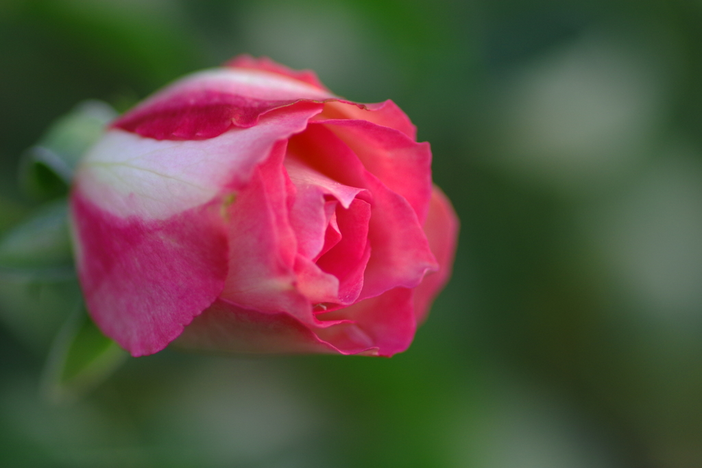 Good　night，゜．：。＋゜