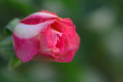 Good　night，゜．：。＋゜