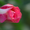 Good　night，゜．：。＋゜