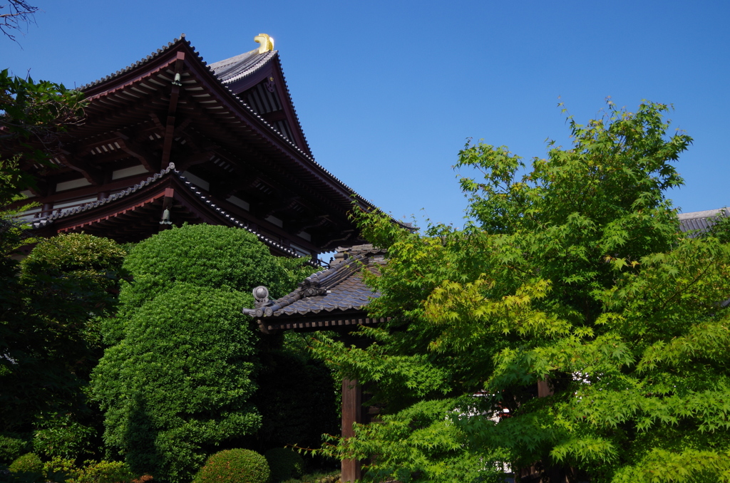 増上寺・初夏。1