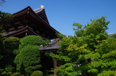 増上寺・初夏。1