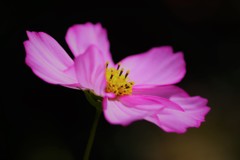 しずくpink　brilliant♬*゜