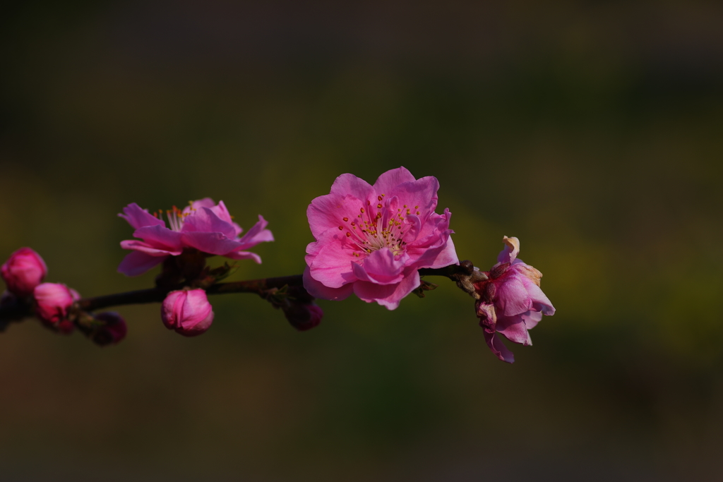 しずくpink　煌めく春の陽に～，゜．：。＋゜