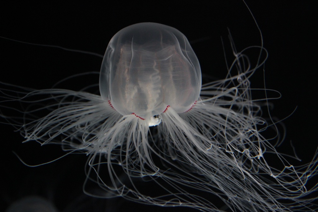 クラゲ