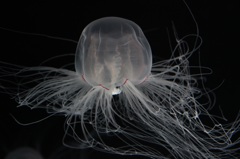 クラゲ
