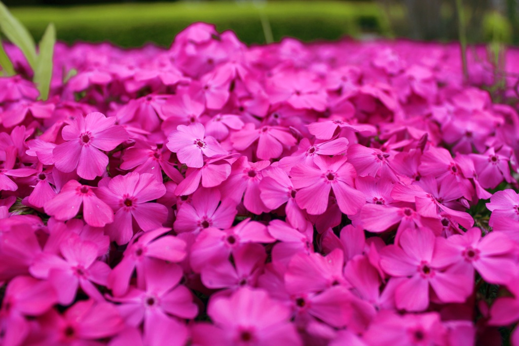 芝桜