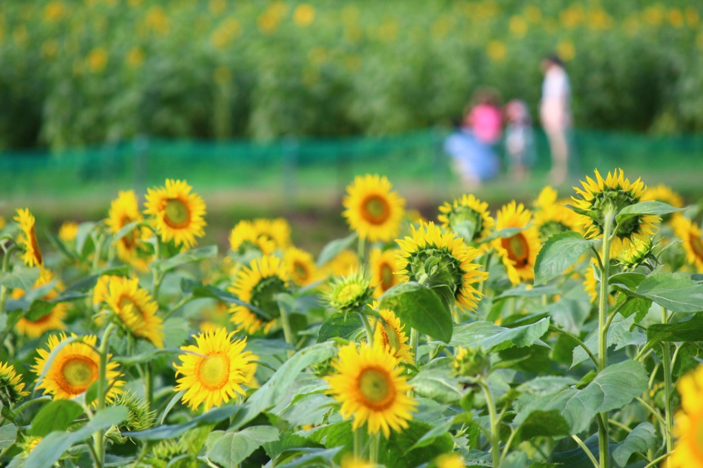 向日葵畑