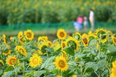向日葵畑