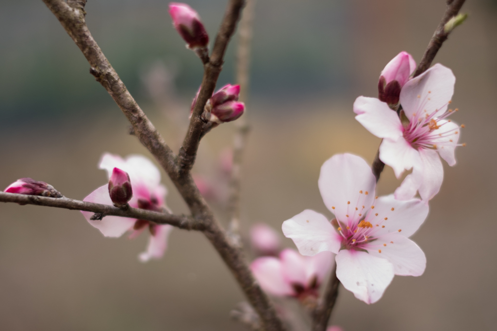 アーモンドの花