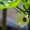 オクラの花