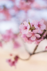 美和桜（河津桜）