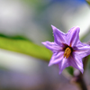 なすの花