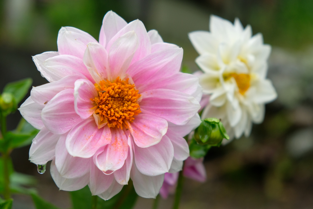 畑の花