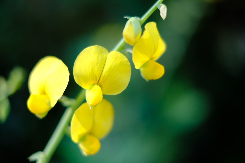 黄色の花