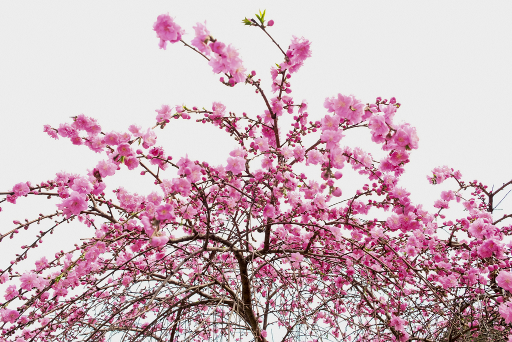 ももの花
