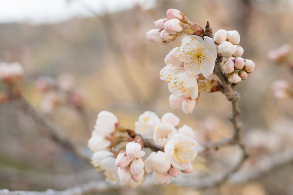 梅の花
