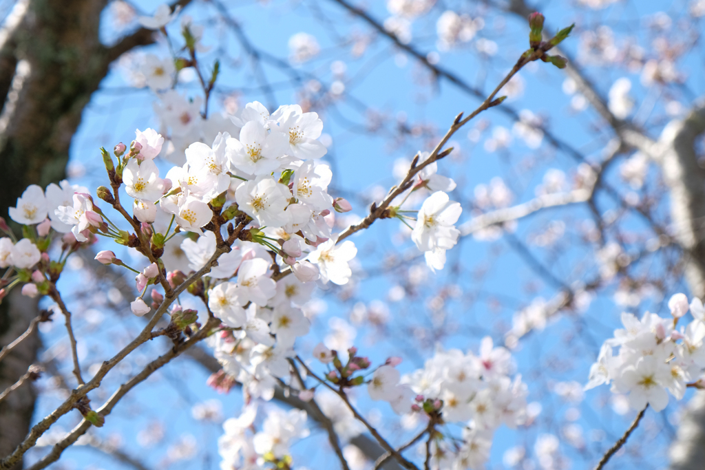 近所の桜