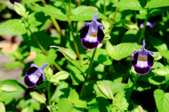 紫の花 トレニア