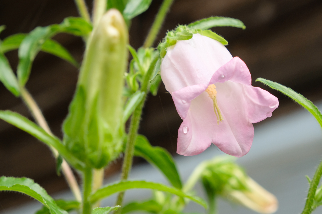 咲き始めの風鈴草