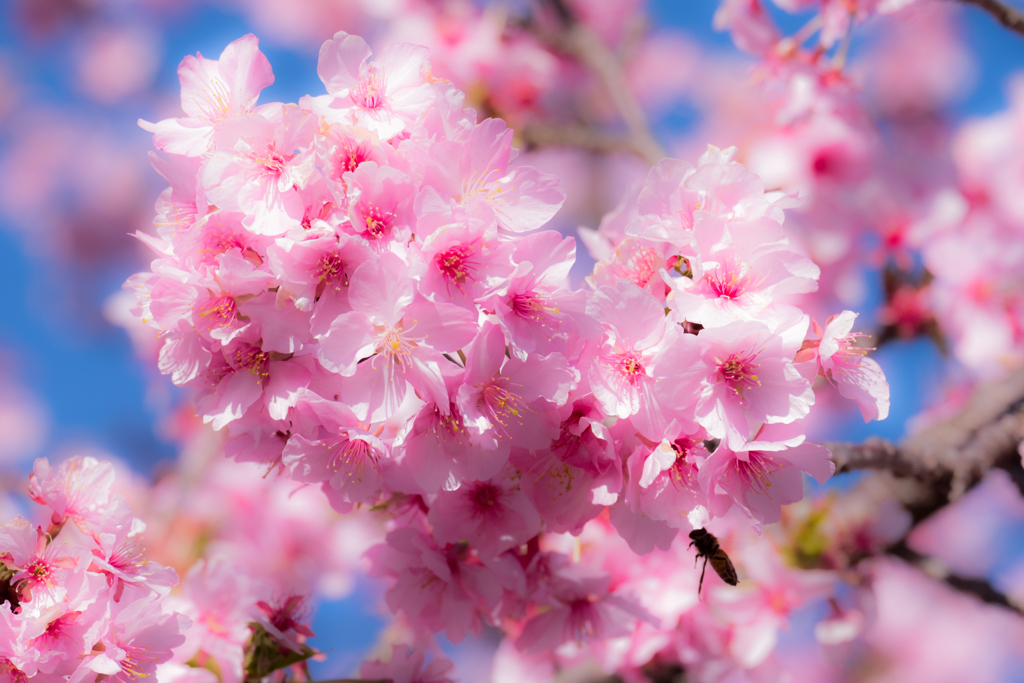 美和桜（河津桜）