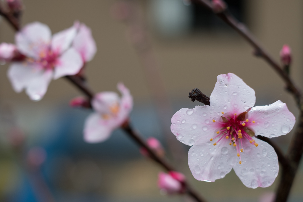 アーモンドの花