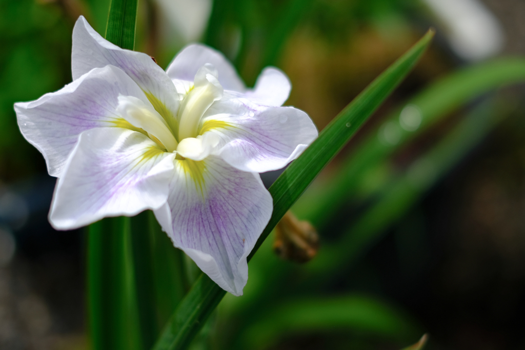 花菖蒲