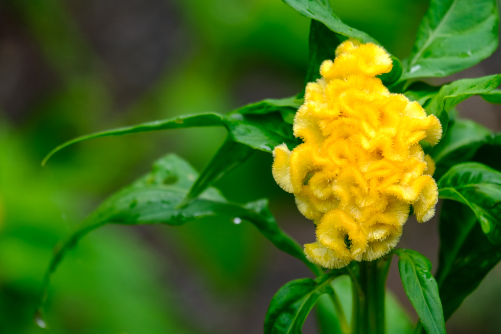 鶏頭の花