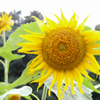 向日葵