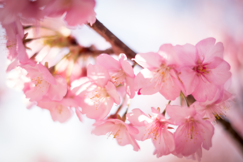 美和桜（河津桜）