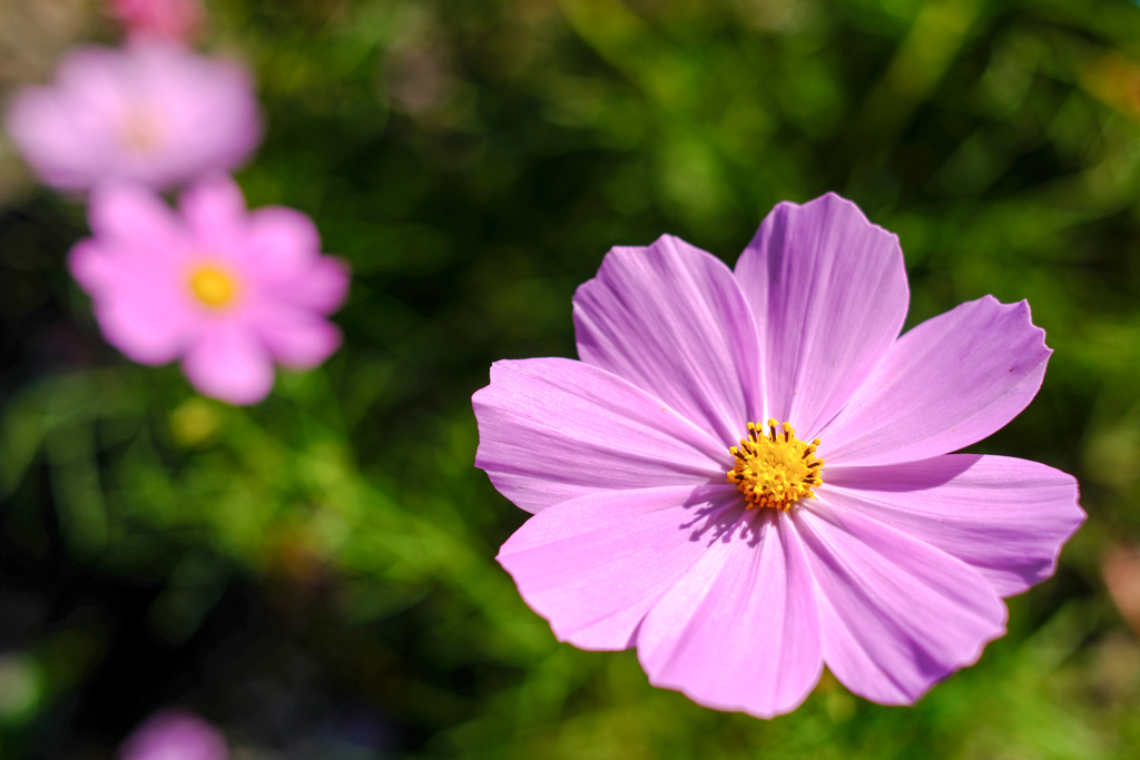 秋桜