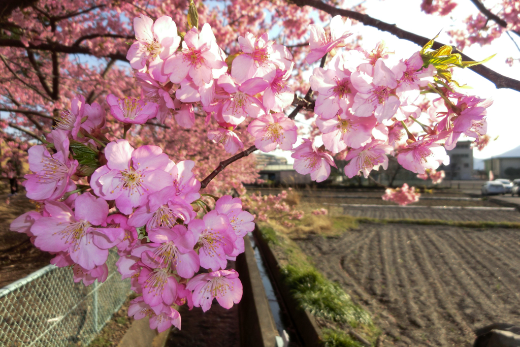河津桜