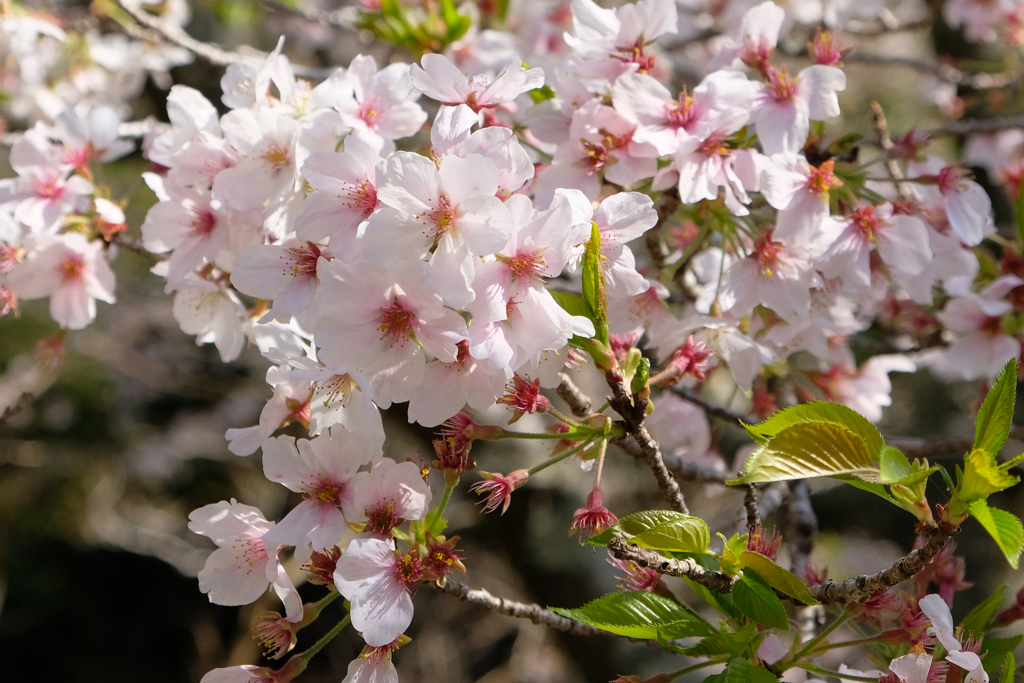 近所の桜