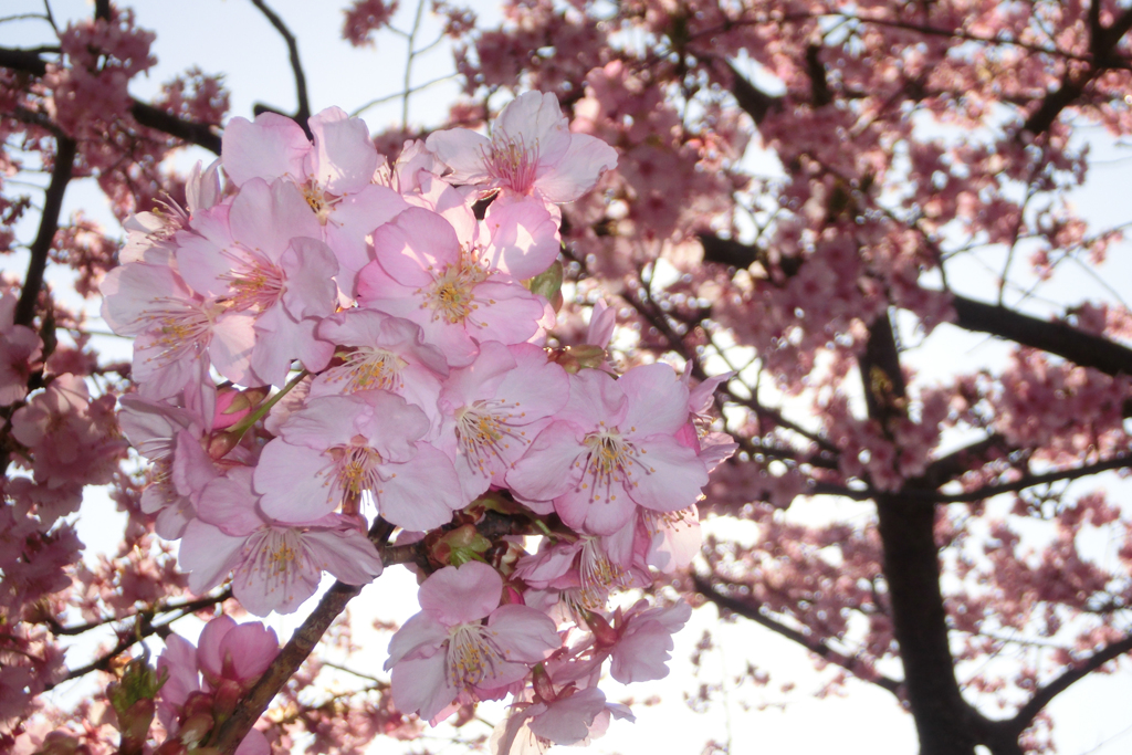 河津桜
