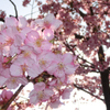 河津桜