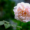 庭の薔薇