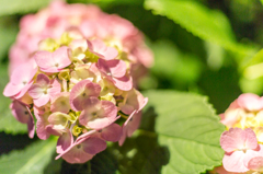 三室戸寺の紫陽花①