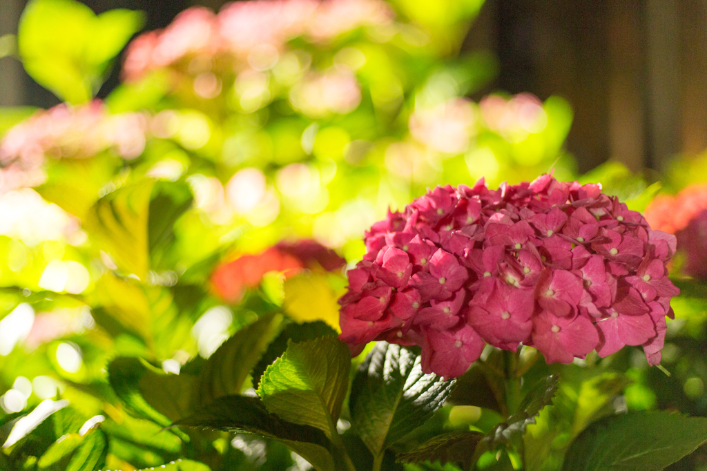 三室戸寺の紫陽花⑤