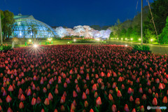 京都府立植物園ライトアップ４