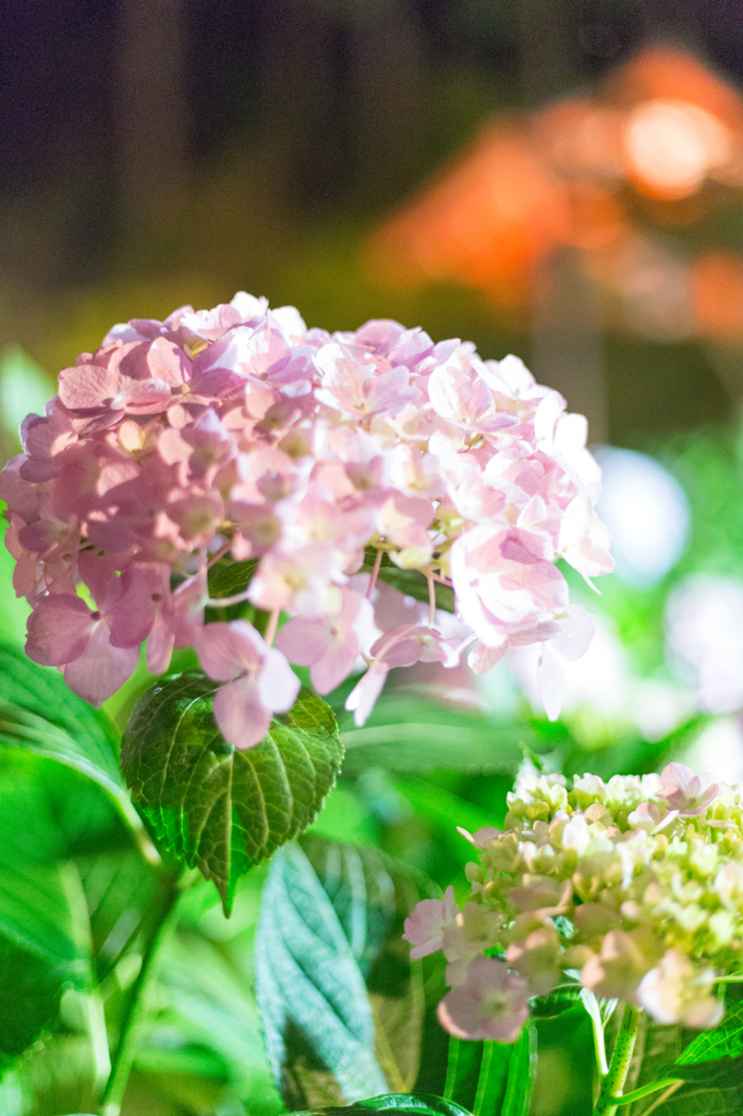 三室戸寺の紫陽花④