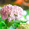 三室戸寺の紫陽花④